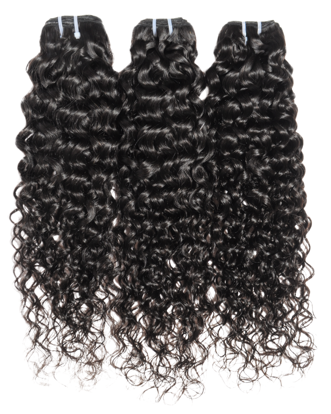 Bougie Burmese curly